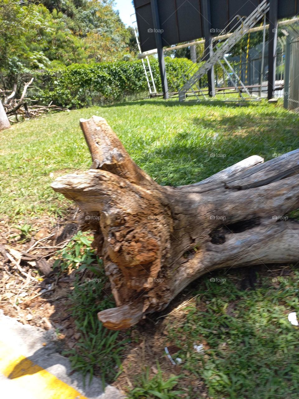 A regeneração  natural. A natureza tem um grande poder de se regenerar. Mesmo as áreas que sofreram profundas alterações  ou desmatamento, podem conseguir brotarem  novamente, só com a ajuda do tempo e de processos  ecológicos naturais.