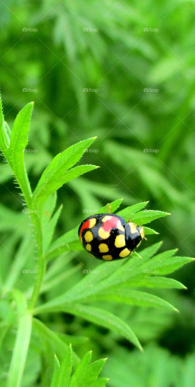 Ladybird