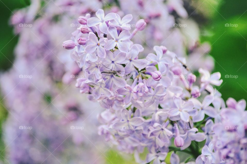 Lilac