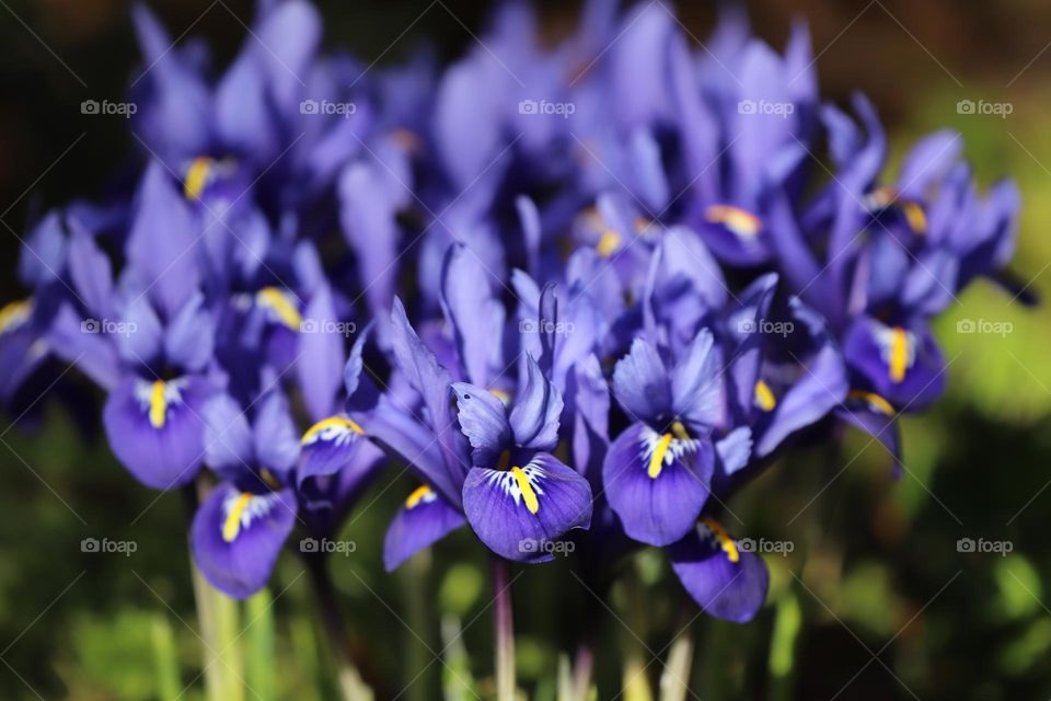 Purple flowers 