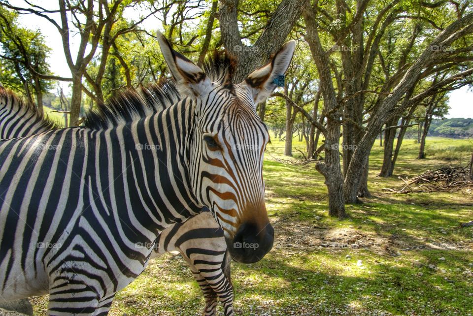 Close-up of zebra