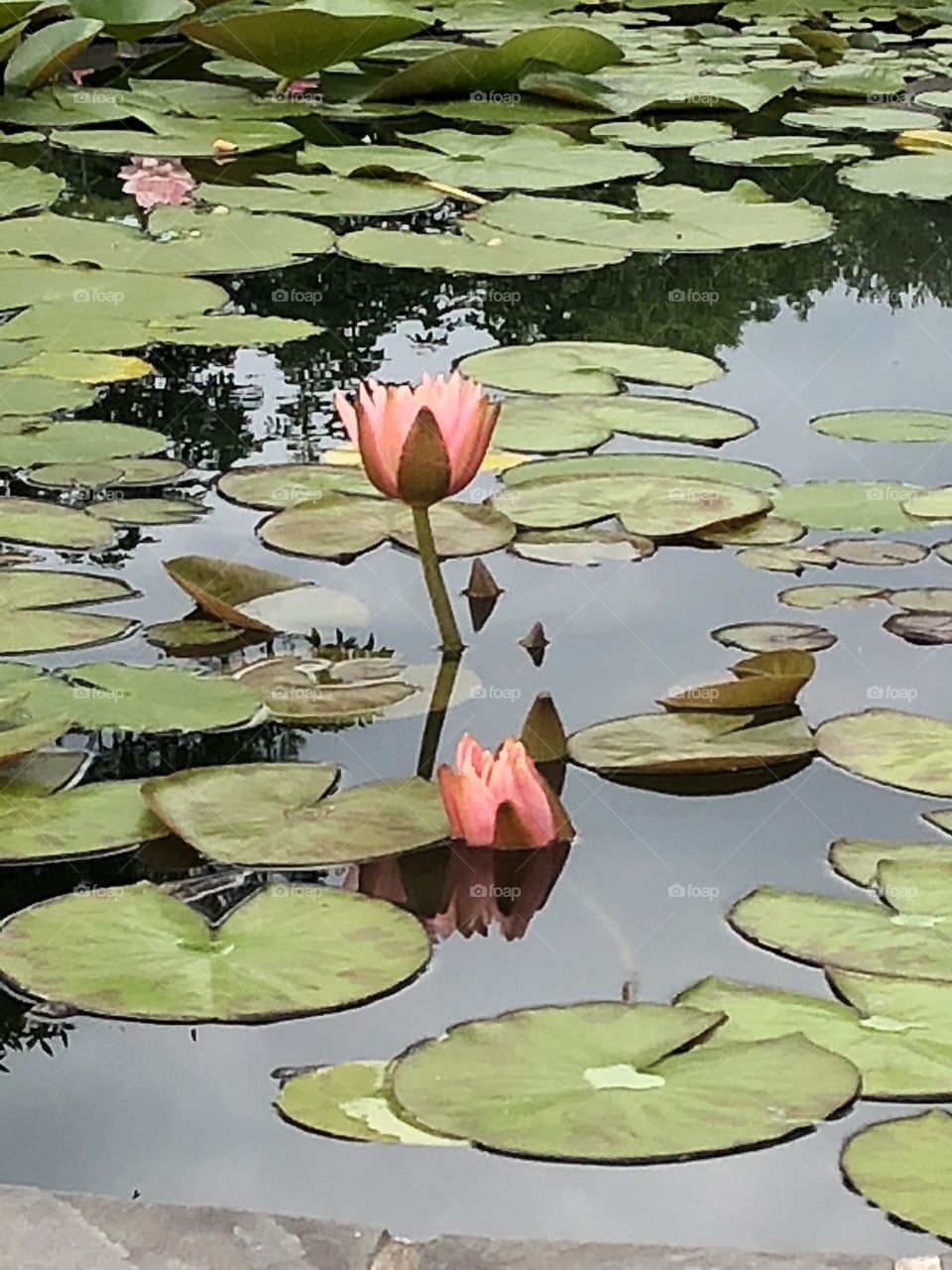 A beautiful lily pond taken from the rose garden in Colonial Park in Somerset, NJ. 
