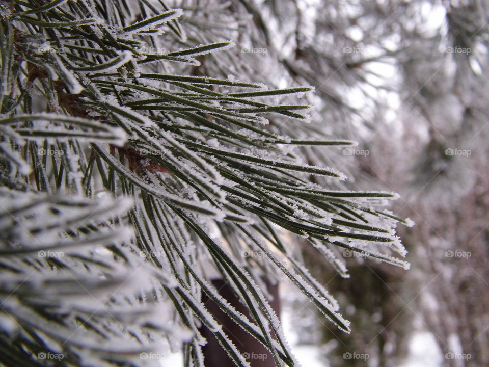 Pine branches covered with hoarfrost