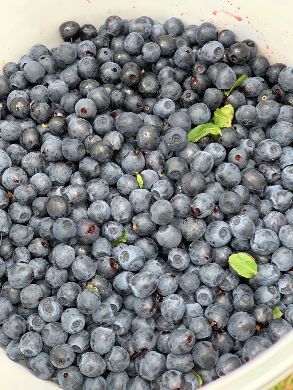 Blueberries/ berries 