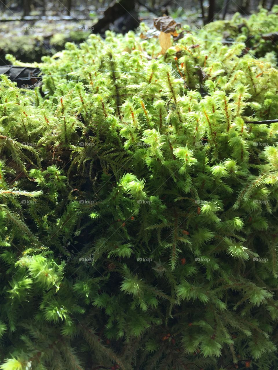 Moss: natures bountiful carpeting