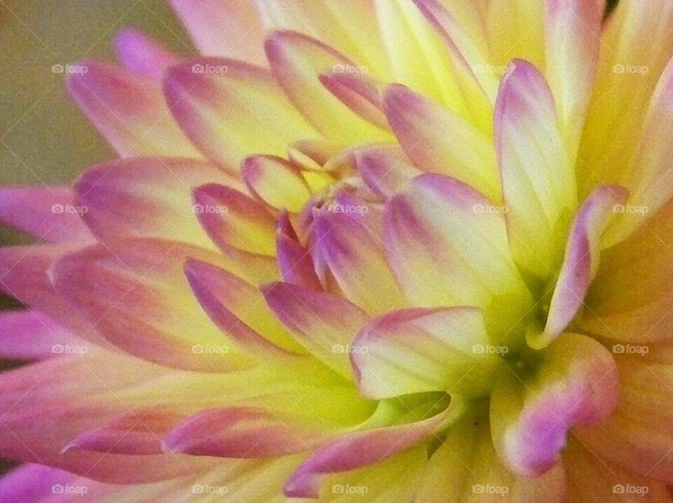 Dahlia