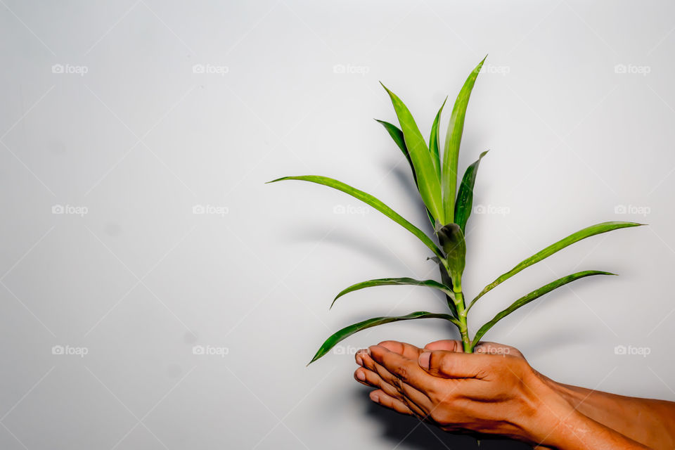 A man holding a beautiful and fresh growing green tree isolated on white background. Conceptual Image. Useful for save planet or environment protection or Business growth and development concept.