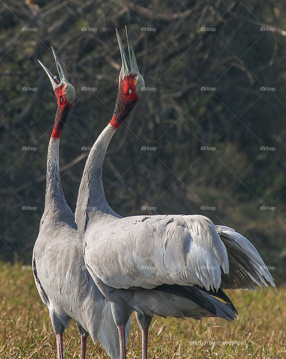 sarus crane