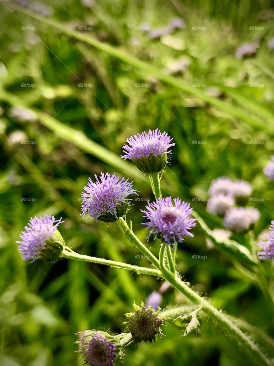 Unknown flower 