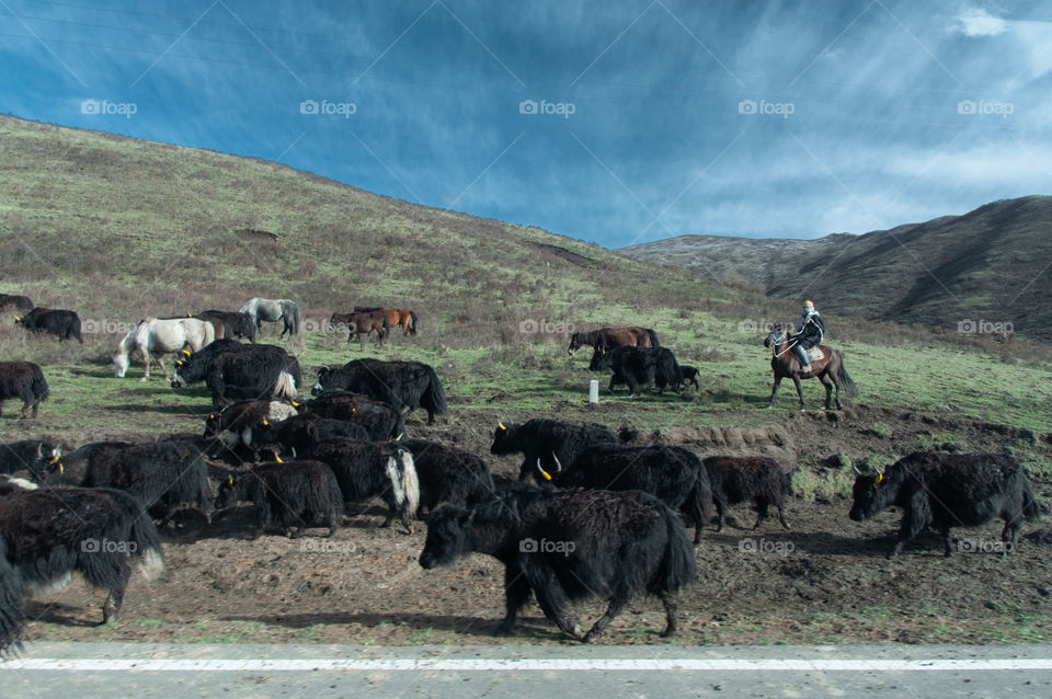cowboy with yaks