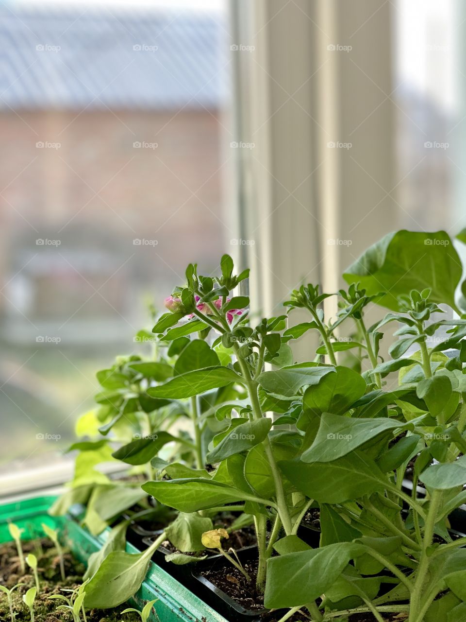 petunias are ready to dissolve their flowers to meet a new spring day
