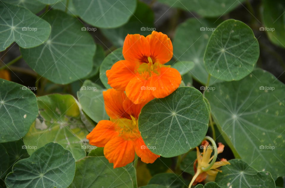 No Person, Leaf, Nature, Garden, Summer