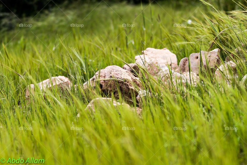 Rocks in Grass 