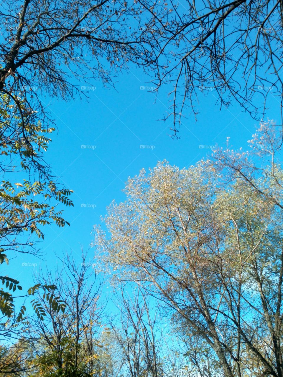 Tree, Branch, Nature, Wood, Landscape