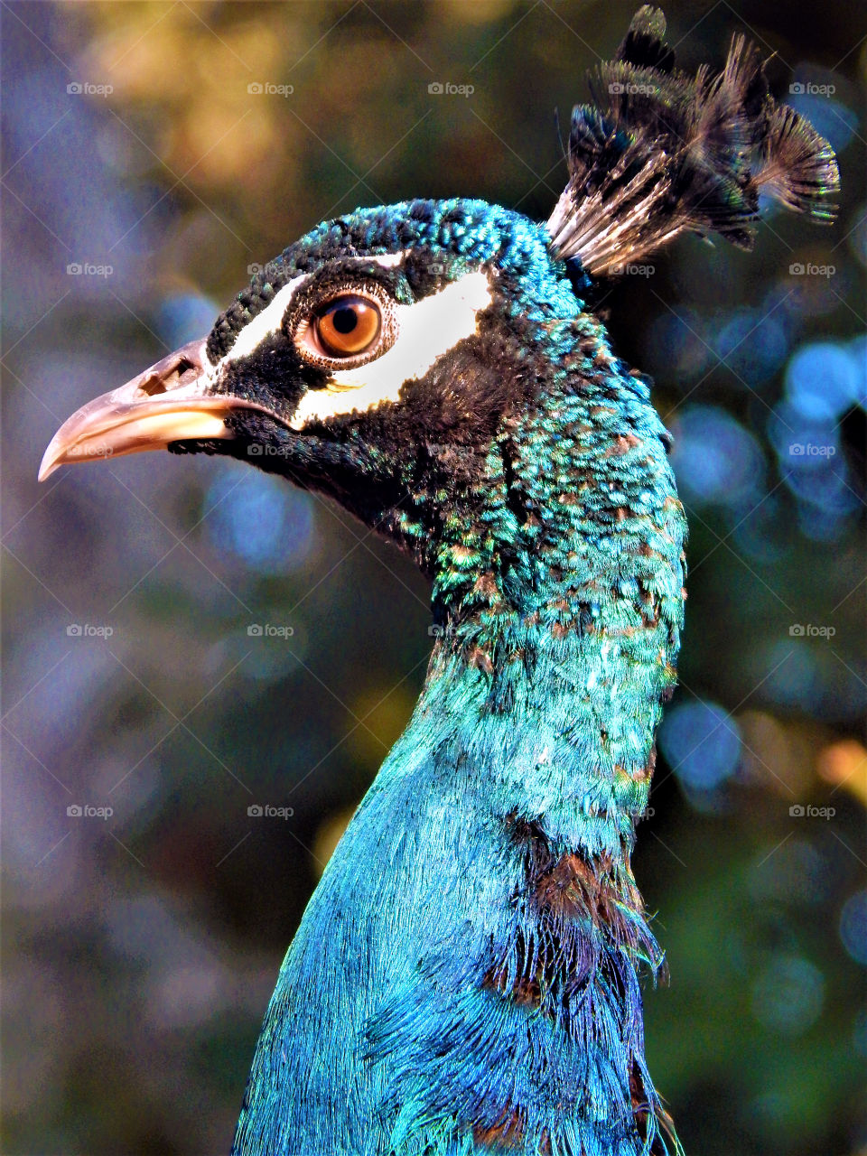 Peacock eye