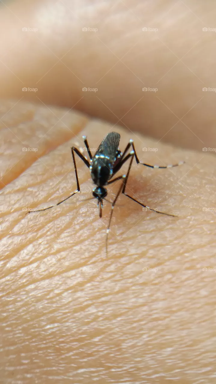 mosquito