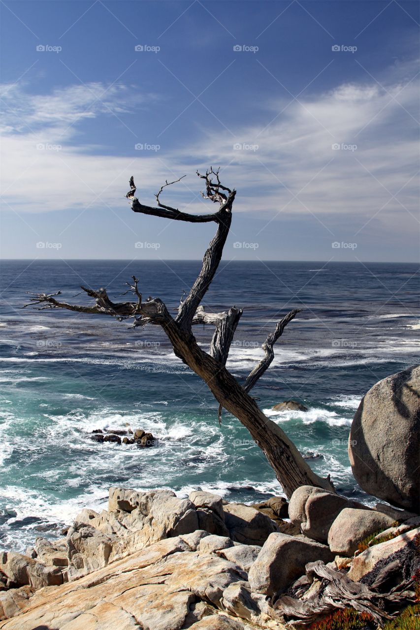 The Ghost Tree. 17 Mile Drive. Carmel CA