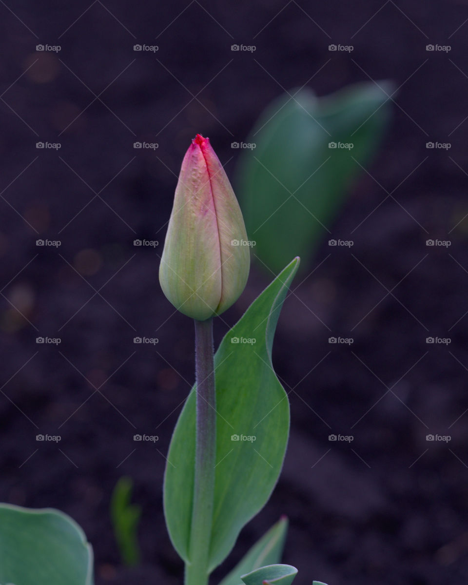 Tulip blossom
