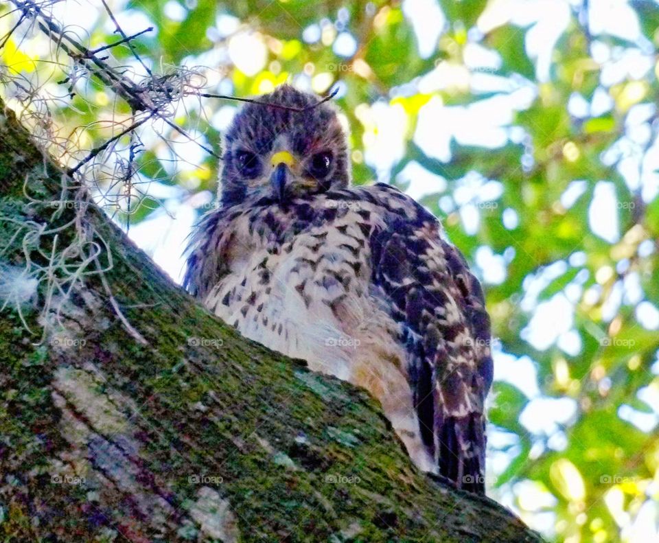 Baby Hawk