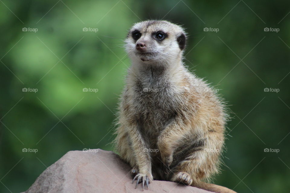 Meerkat