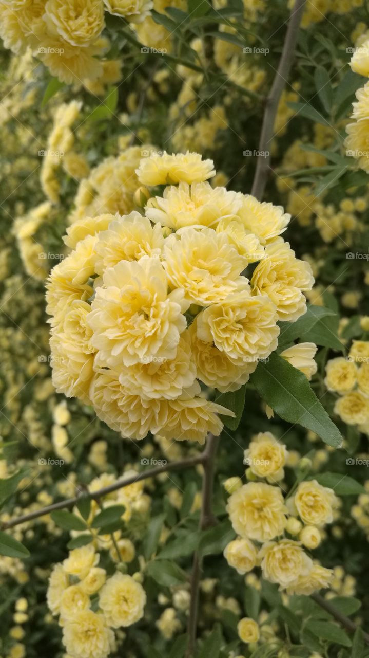 I love yellow flowers
