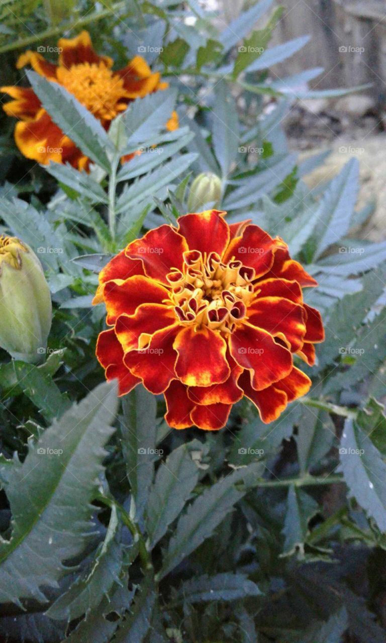 Marigold