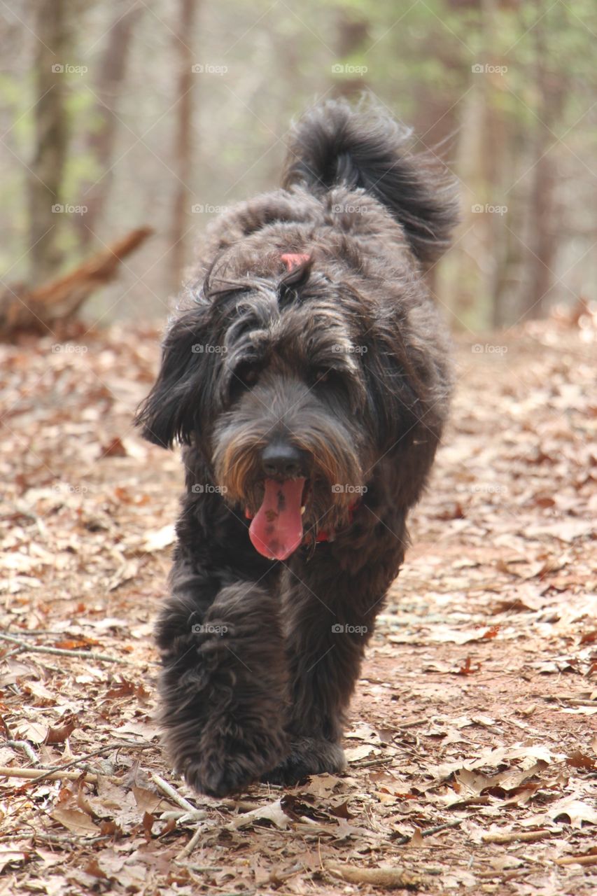 Puppy sticking out tongue at footpath