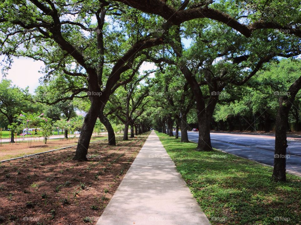 Tree, Park, No Person, Guidance, Landscape