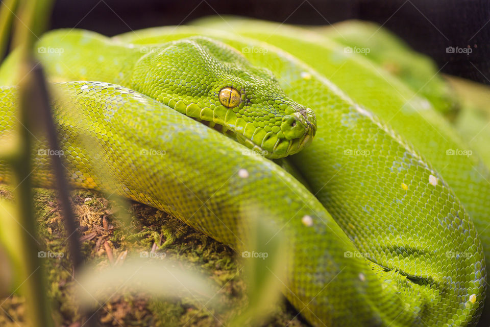 The green tree python (Morelia viridis) is a species of python native to New Guinea, islands in Indonesia, and Cape York Peninsula in ...