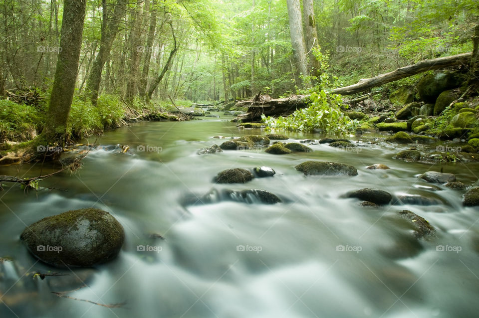 Water, Nature, Wood, Stream, River