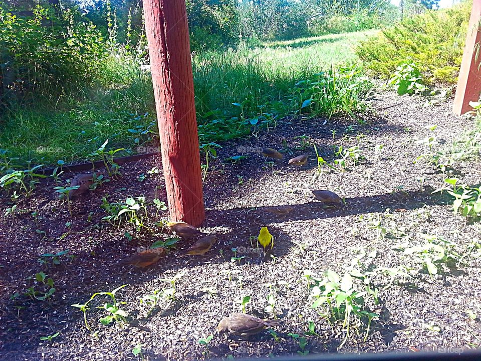 Colorful birds. Lots of different  birds on our nature exploring