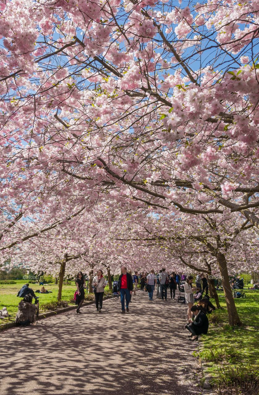 Pink park