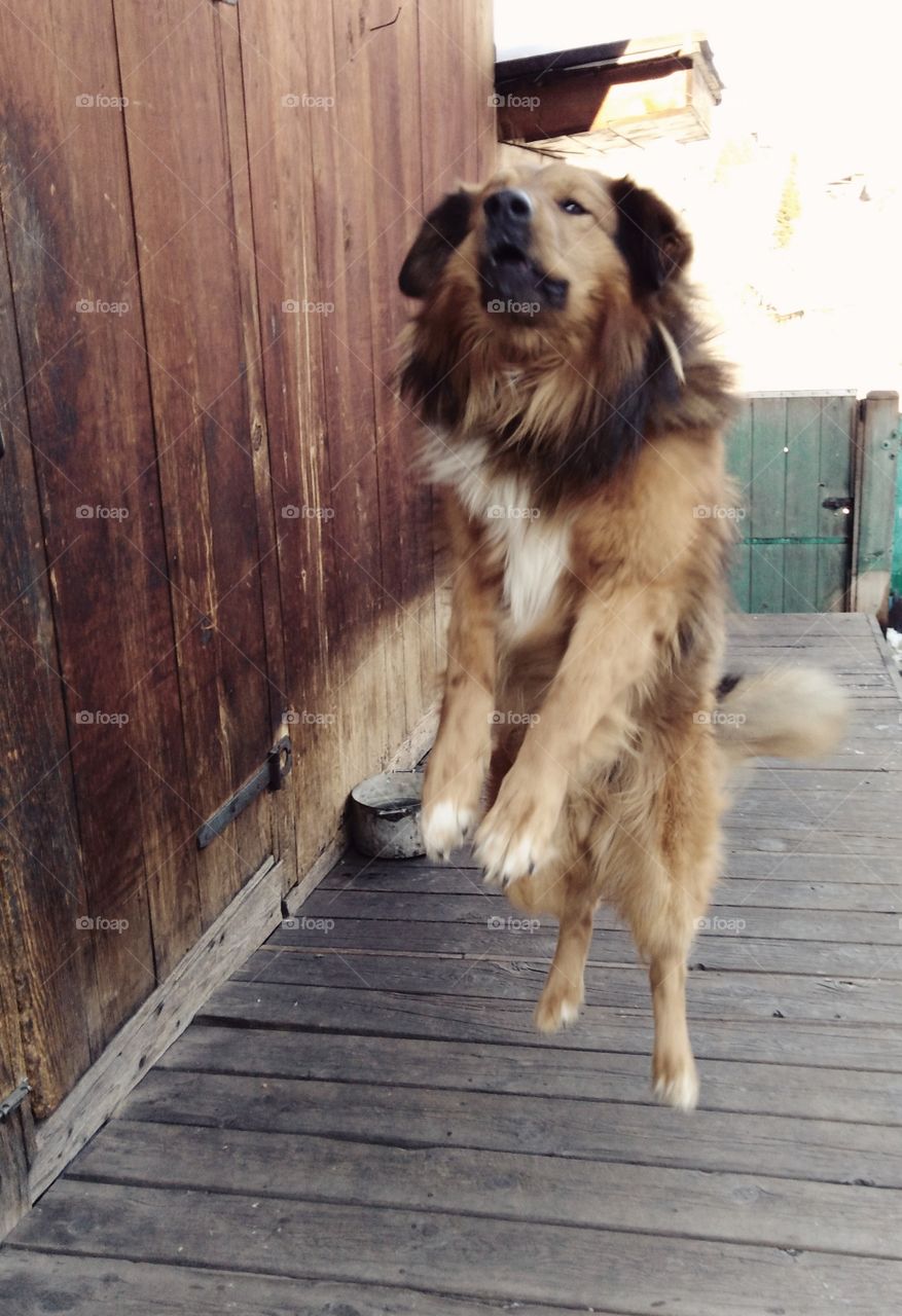 Собака смешные картинки Dog