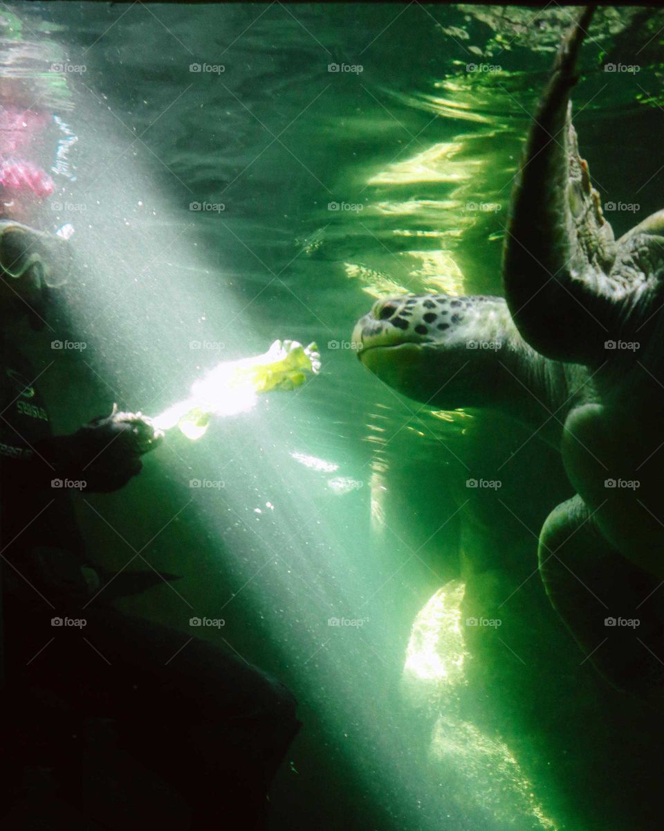 Scuba diver with red hair feeds lettuce to a Green Turtle, ate Guarujá's aquarium, Brazil.