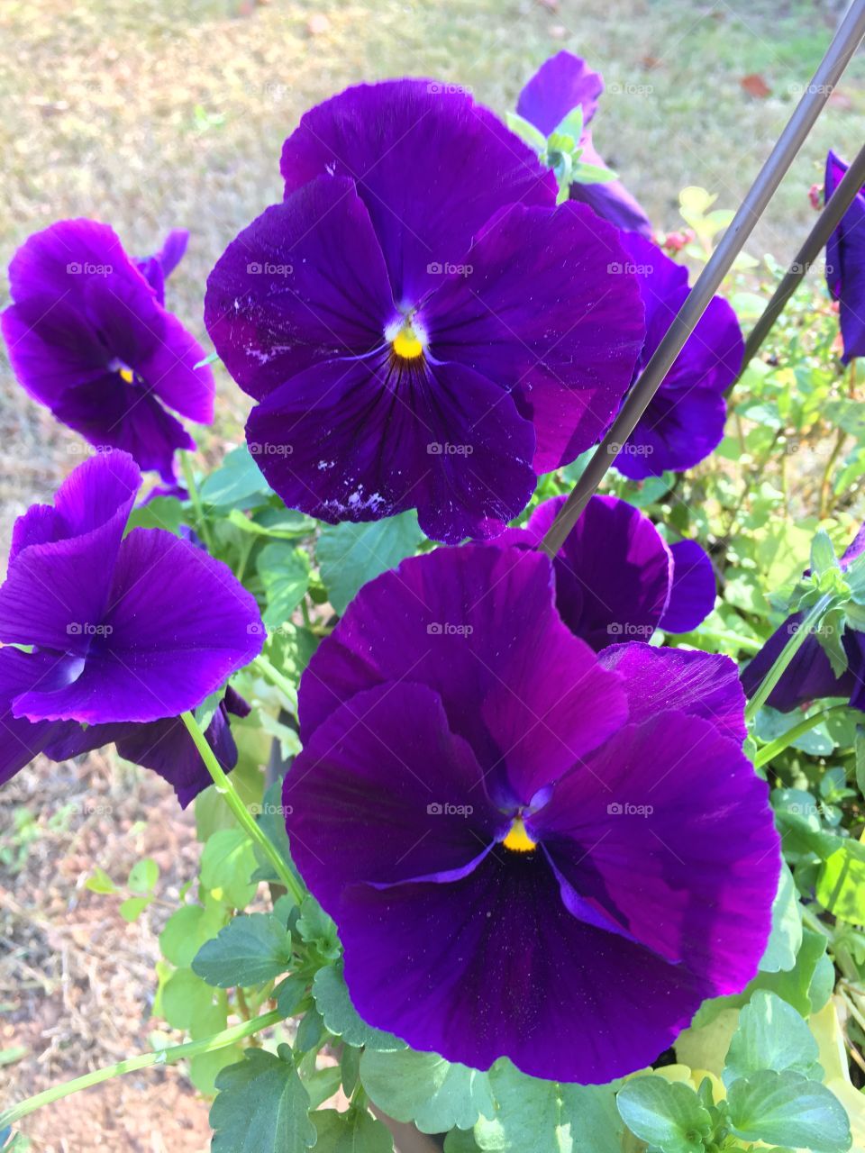 Purple pansies 