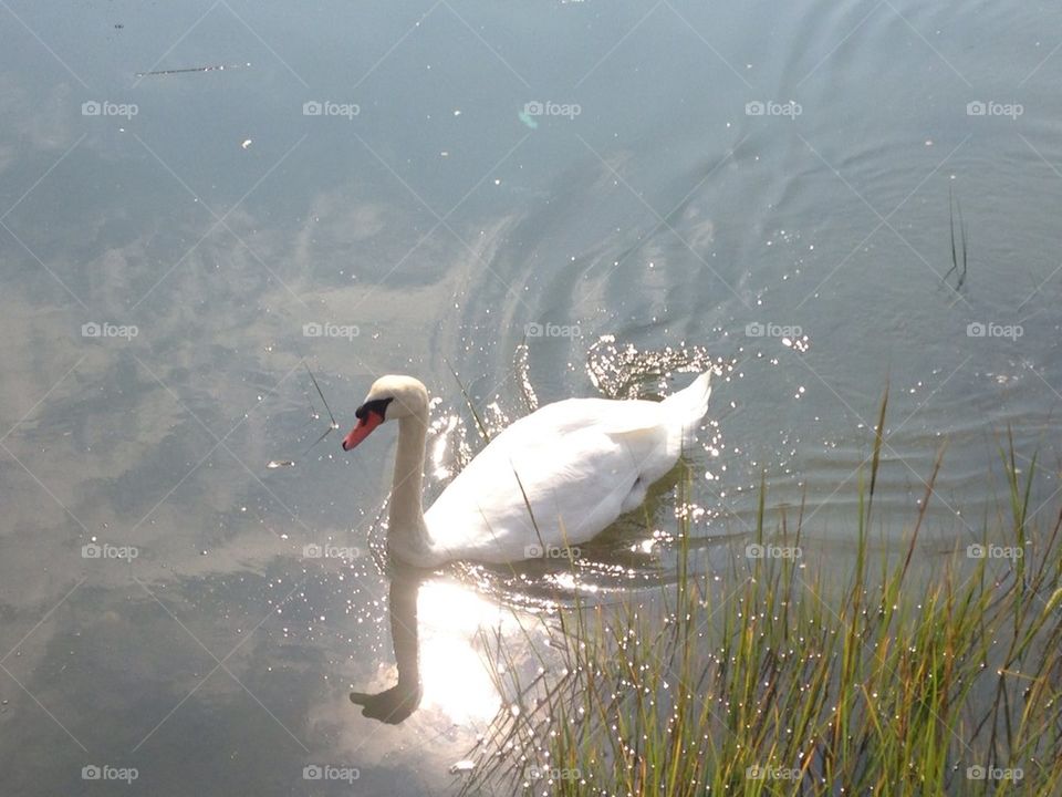 Swan