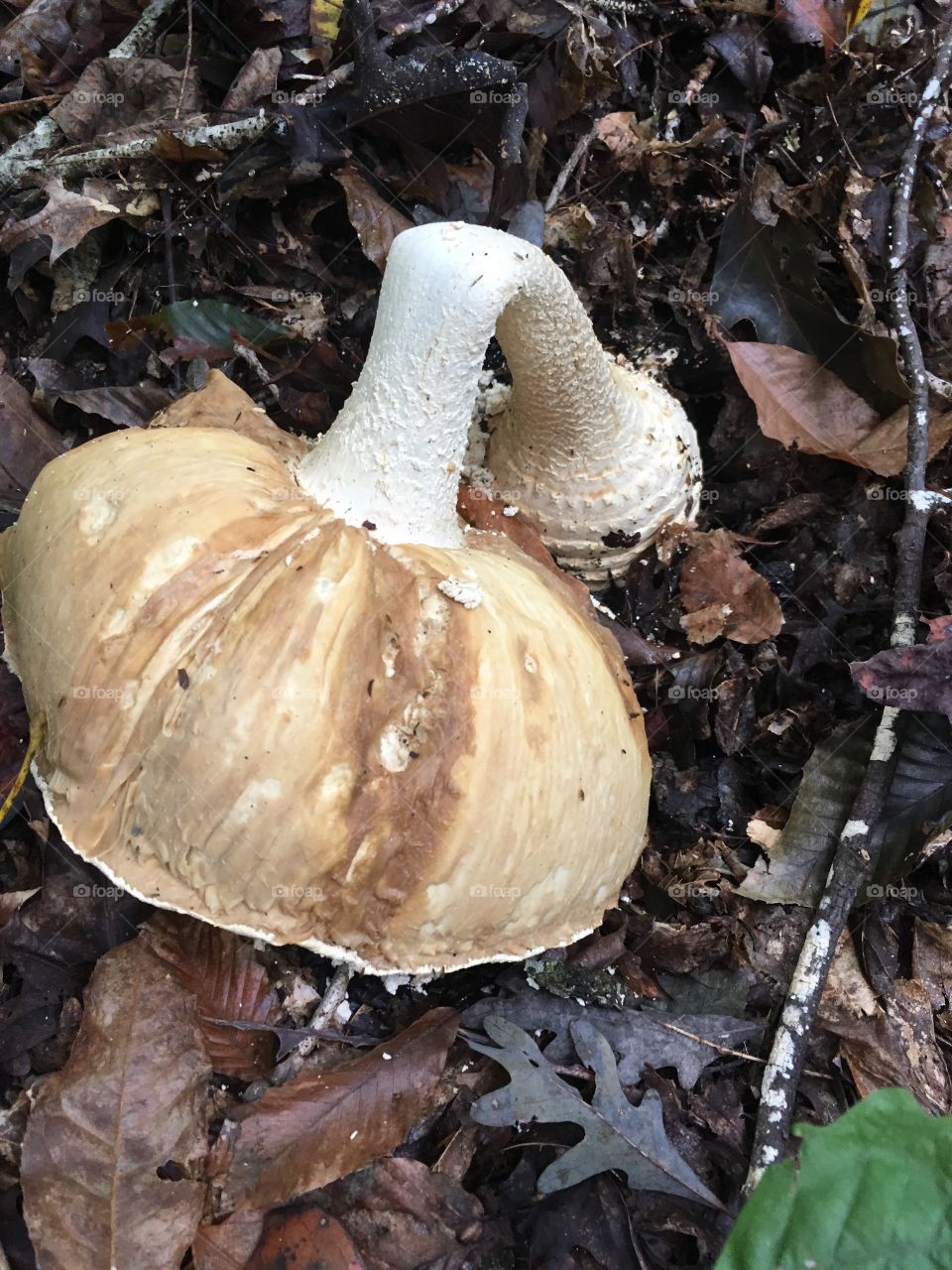 Amanita gills 