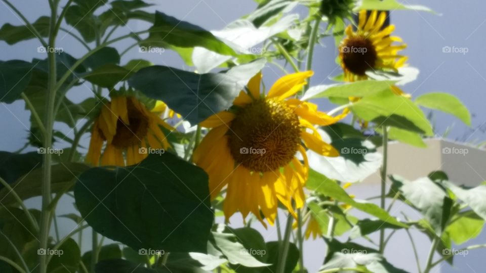 sunflowers