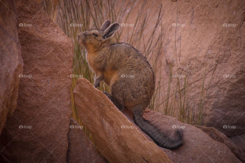 Chinchilla