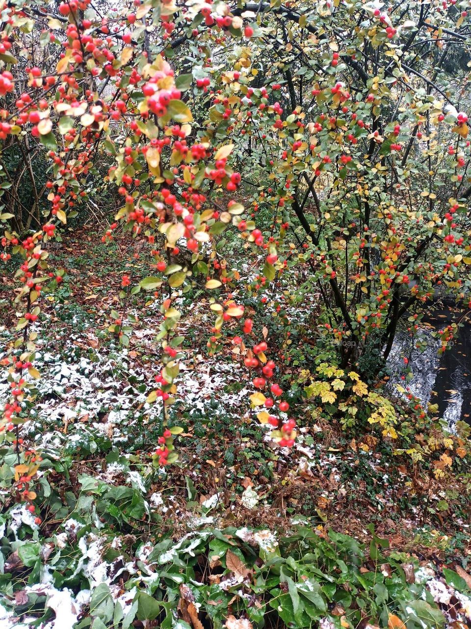 Parc de Mariemont , la Louvière