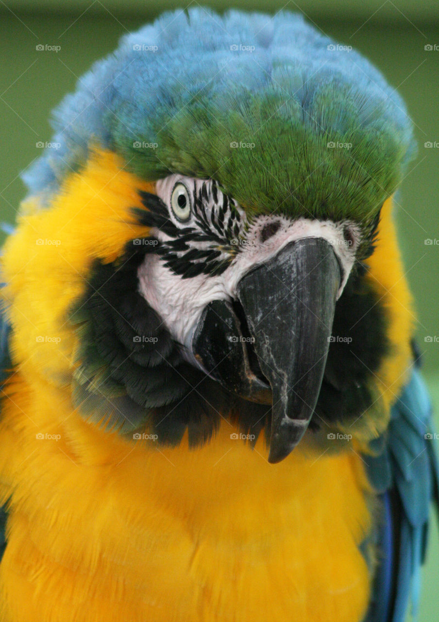 Close up parrot 