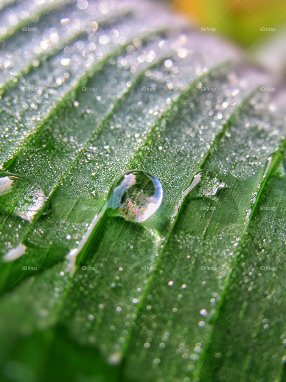 dew drops on leaf