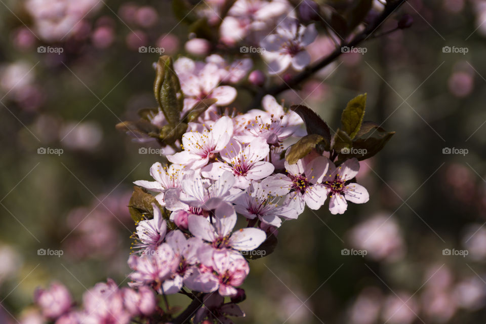 cheery blossom