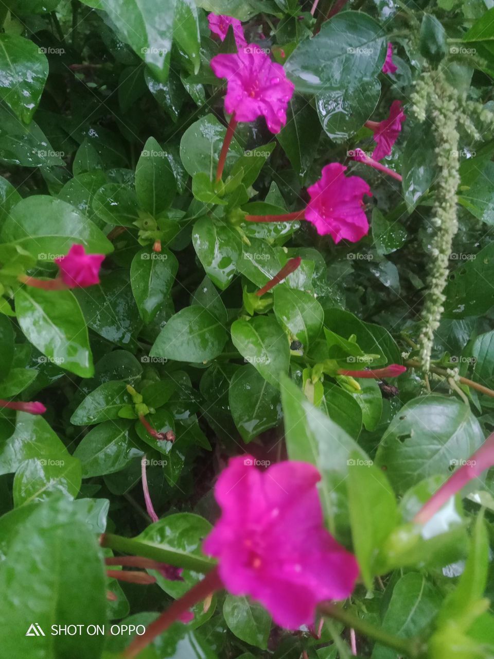 small flowers in plant beautiful  rose color