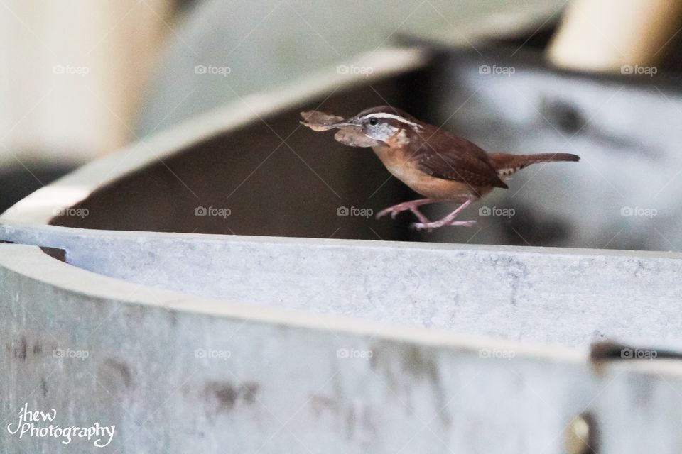 Carolina Wren Building a Nest