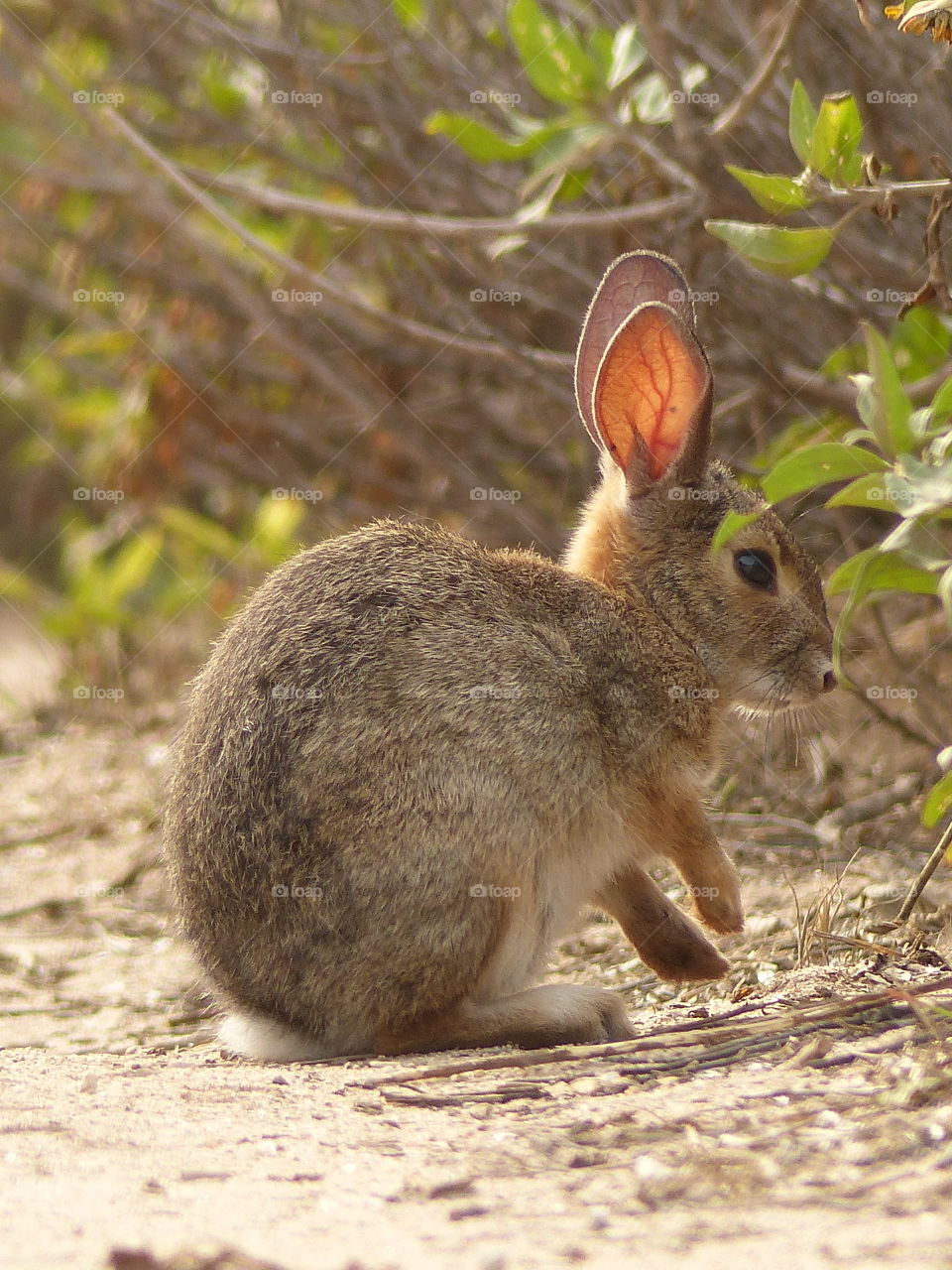 Bunny side view 