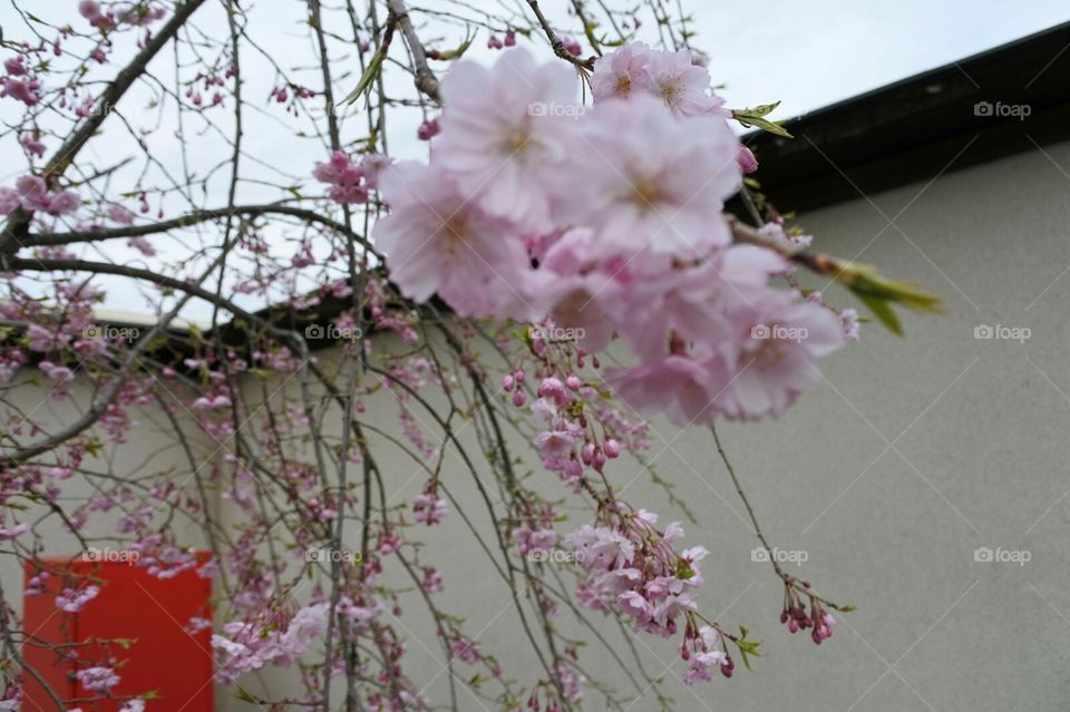 cherry blossoms are blooming