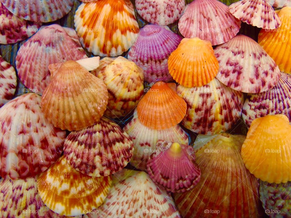 Sanibel Scallops . Sanibel Island, Florida ~ Bowmans Beach