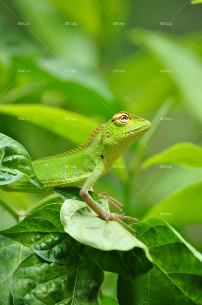 Green Garden Lizard
