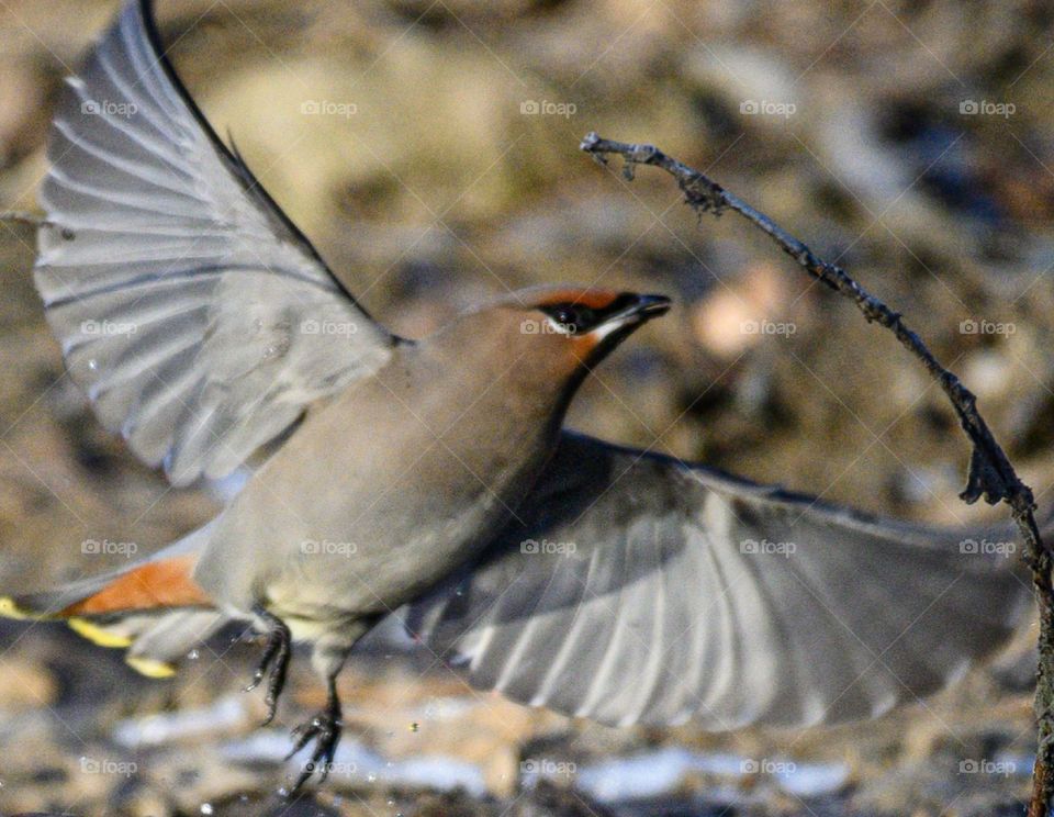 Waxwing